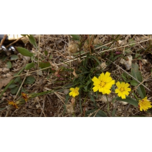 Pilosella soleiroliana (Arv.-Touv. & Briq.) S.Bräut. & Greuter (Épervière de Soleirol)