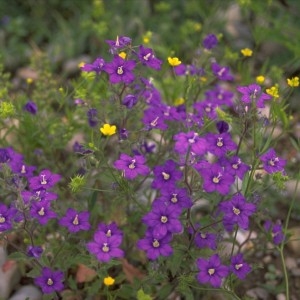 Photographie n°2231501 du taxon Legousia speculum-veneris (L.) Chaix [1785]