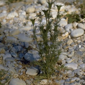 Photographie n°2231504 du taxon Nigella hispanica L. [1753]