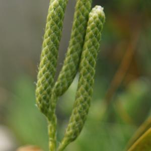 Photographie n°2231527 du taxon Lycopodium clavatum L. [1753]