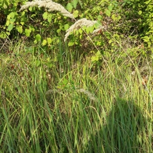 Photographie n°2231549 du taxon Calamagrostis epigejos (L.) Roth [1788]