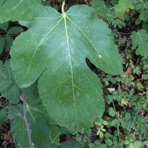 Photographie n°2231568 du taxon Ficus carica L. [1753]