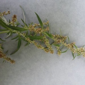 Photographie n°2231573 du taxon Artemisia vulgaris L. [1753]