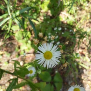 Photographie n°2231595 du taxon Erigeron annuus (L.) Desf. [1804]