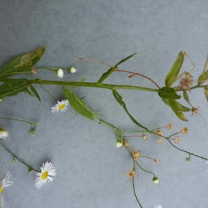 Photographie n°2231596 du taxon Erigeron annuus (L.) Desf. [1804]