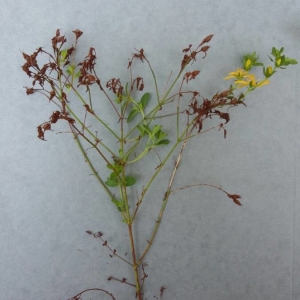 Photographie n°2231602 du taxon Hypericum perforatum L. [1753]