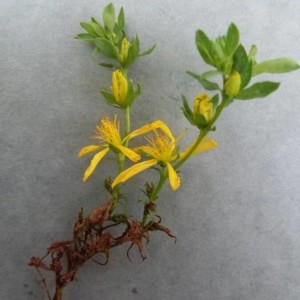 Photographie n°2231603 du taxon Hypericum perforatum L. [1753]