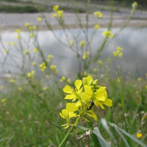 Photographie n°2231623 du taxon Sinapis arvensis L. [1753]