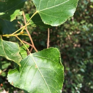 Photographie n°2231647 du taxon Populus nigra L. [1753]