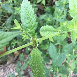 Photographie n°2231649 du taxon Lycopus europaeus L.