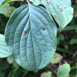 Photographie n°2231667 du taxon Cornus sanguinea L. [1753]