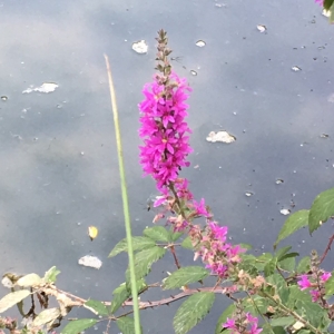 Photographie n°2231673 du taxon Lythrum salicaria L.