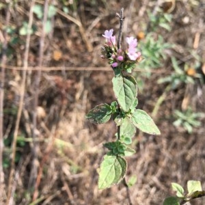 Photographie n°2231690 du taxon Origanum vulgare L. [1753]