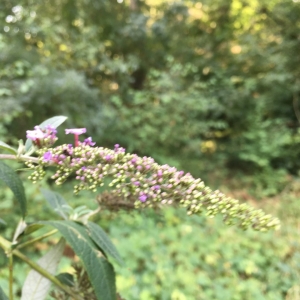 Photographie n°2231705 du taxon Buddleja davidii Franch. [1887]