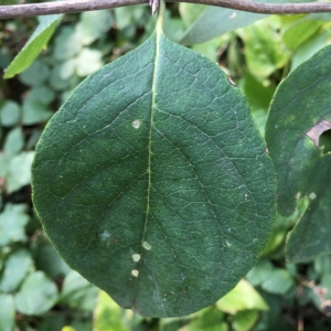 Photographie n°2231717 du taxon Lonicera xylosteum L. [1753]