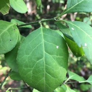 Photographie n°2231722 du taxon Euonymus europaeus L. [1753]