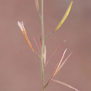 Photographie n°2231730 du taxon Epilobium brachycarpum C.Presl [1831]