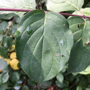 Photographie n°2231734 du taxon Cornus sanguinea L. [1753]