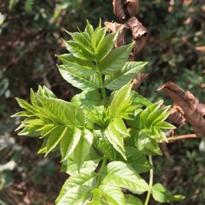 Photographie n°2231758 du taxon Fraxinus excelsior L. [1753]