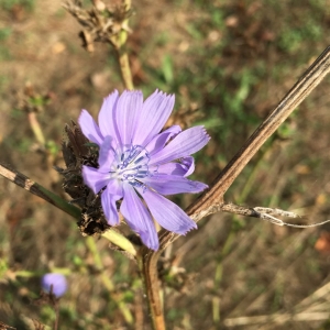 Photographie n°2231759 du taxon Cichorium intybus L. [1753]