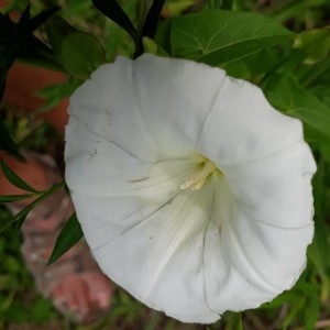 Photographie n°2231769 du taxon Convolvulus sepium L. [1753]