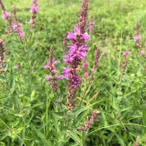 Photographie n°2231826 du taxon Lythrum salicaria L.