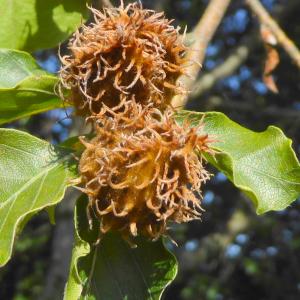 Photographie n°2231838 du taxon Fagus sylvatica L. [1753]