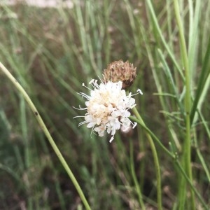 Photographie n°2231866 du taxon Cephalaria leucantha (L.) Schrad. ex Roem. & Schult. [1818]