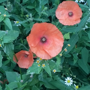 Photographie n°2231890 du taxon Papaver rhoeas L. [1753]