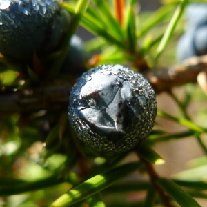 Photographie n°2231891 du taxon Juniperus communis L. [1753]