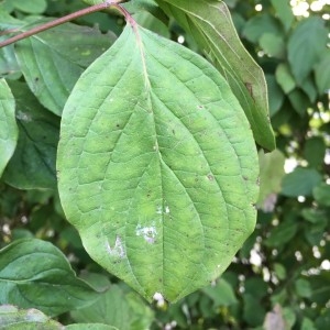 Photographie n°2231937 du taxon Cornus sanguinea L. [1753]