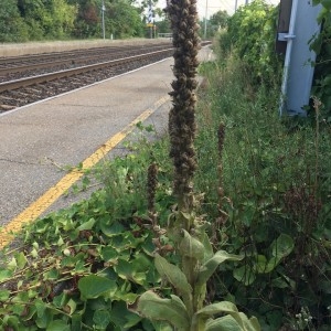 Photographie n°2231949 du taxon Verbascum thapsus L. [1753]