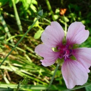 Photographie n°2231957 du taxon Althaea cannabina L. [1753]