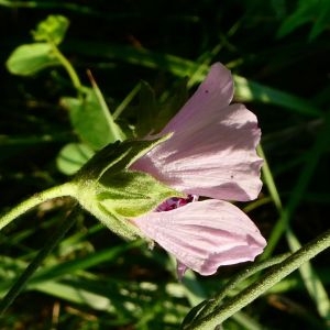 Photographie n°2231960 du taxon Althaea cannabina L. [1753]