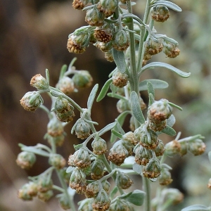 Photographie n°2231965 du taxon Artemisia absinthium L. [1753]