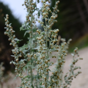 Photographie n°2231971 du taxon Artemisia absinthium L. [1753]