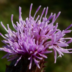 Photographie n°2232011 du taxon Cirsium arvense (L.) Scop. [1772]
