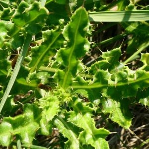 Photographie n°2232012 du taxon Cirsium arvense (L.) Scop. [1772]