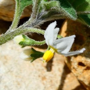 Photographie n°2232041 du taxon Solanum nigrum L. [1753]