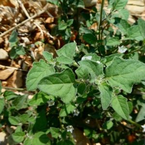 Photographie n°2232042 du taxon Solanum nigrum L. [1753]