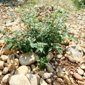 Photographie n°2232043 du taxon Solanum nigrum L. [1753]