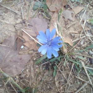 Photographie n°2232113 du taxon Cichorium intybus L. [1753]