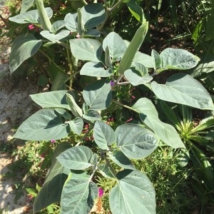 Photographie n°2232130 du taxon Datura innoxia Mill. [1768]