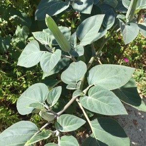 Photographie n°2232132 du taxon Datura innoxia Mill. [1768]