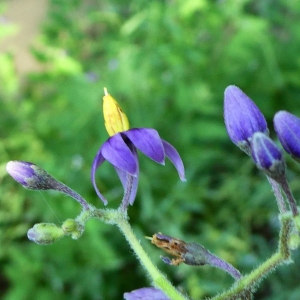 Photographie n°2232177 du taxon Solanum dulcamara L. [1753]