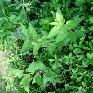 Photographie n°2232178 du taxon Solanum dulcamara L. [1753]