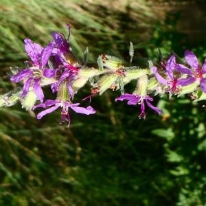 Photographie n°2232180 du taxon Lythrum salicaria L. [1753]