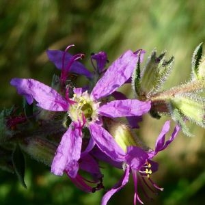 Photographie n°2232182 du taxon Lythrum salicaria L. [1753]