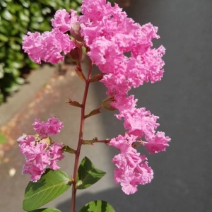 Photographie n°2232211 du taxon Lagerstroemia indica L. [1759]