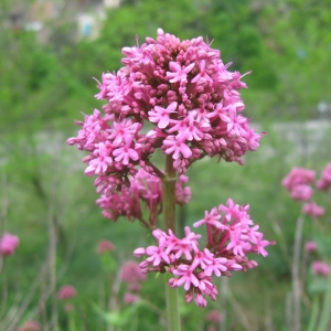 Photographie n°2232212 du taxon Centranthus ruber (L.) DC. [1805]